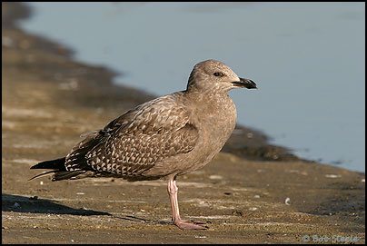 Herring Gull (Larus argentatus)