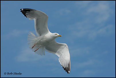 Herring Gull (Larus argentatus)