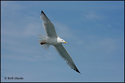 Herring Gull (Larus argentatus)