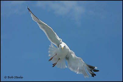 Herring Gull (Larus argentatus)