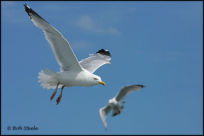 Herring Gull (Larus argentatus)