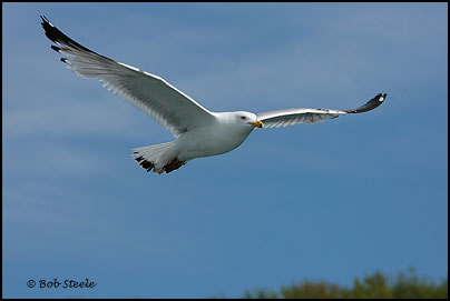 Herring Gull (Larus argentatus)