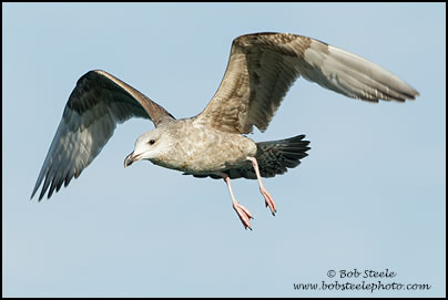 Herring Gull (Larus argentatus)