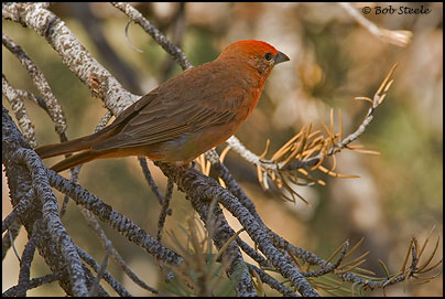 Hepatic Tanager (Piranga flava)