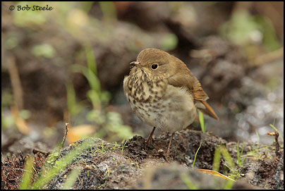 Hermit Thrush (Catharus guttatus)