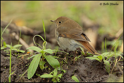 Hermit Thrush (Catharus guttatus)