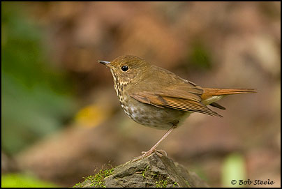 Hermit Thrush (Catharus guttatus)