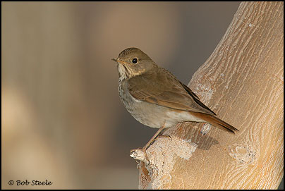 Hermit Thrush (Catharus guttatus)