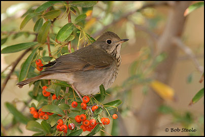 Hermit Thrush (Catharus guttatus)