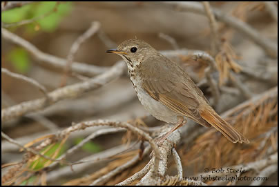 Hermit Thrush (Catharus guttatus)