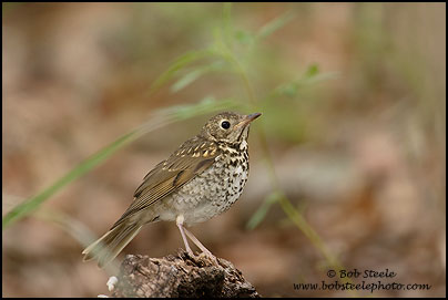 Hermit Thrush (Catharus guttatus)