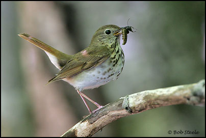 Hermit Thrush (Catharus guttatus)