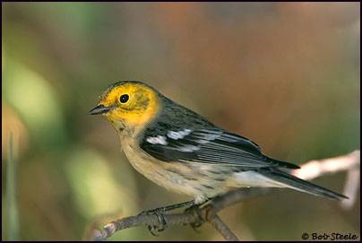 Hermit Warbler (Dendroica occidentalis)