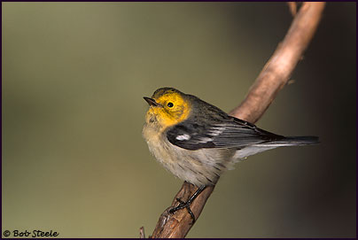 Hermit Warbler (Dendroica occidentalis)