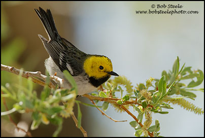 Hermit Warbler (Dendroica occidentalis)
