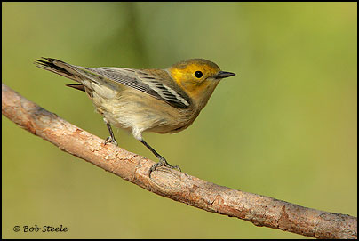 Hermit Warbler (Dendroica occidentalis)
