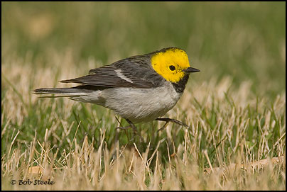 Hermit Warbler (Dendroica occidentalis)