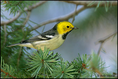 Hermit Warbler (Dendroica occidentalis)