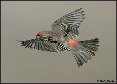 House Finch (Carpodacus mexicanus)