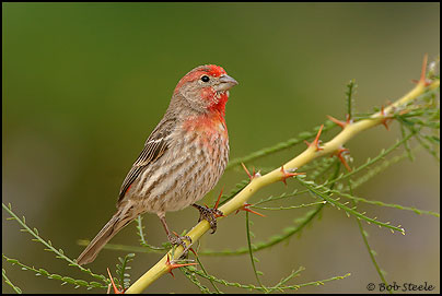 House Finch (Carpodacus mexicanus)