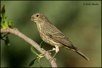 House Finch (Carpodacus mexicanus)