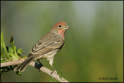 House Finch (Carpodacus mexicanus)