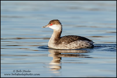 Horned Grebe (Podiceps auritus)
