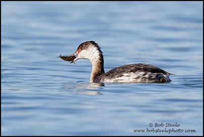 Horned Grebe (Podiceps auritus)
