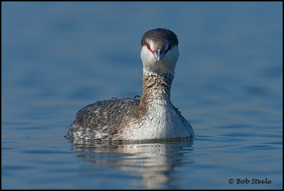 Horned Grebe (Podiceps auritus)