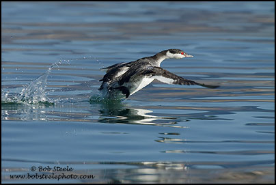 Horned Grebe (Podiceps auritus)
