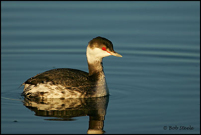 Horned Grebe (Podiceps auritus)