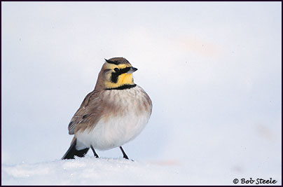 Horned Lark (Eremophila alpestris)