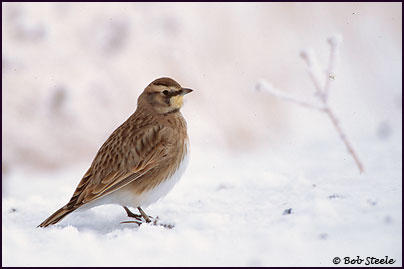 Horned Lark (Eremophila alpestris)