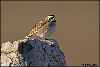 Horned Lark (Eremophila alpestris)