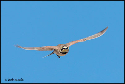 Horned Lark (Eremophila alpestris)