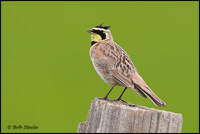 Horned Lark (Eremophila alpestris)