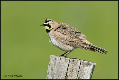 Horned Lark (Eremophila alpestris)