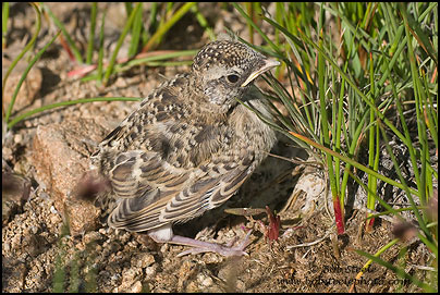Horned Lark (Eremophila alpestris)