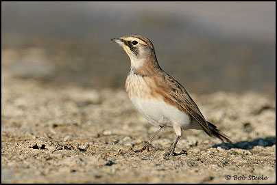 Horned Lark (Eremophila alpestris)