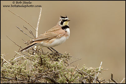 Horned Lark (Eremophila alpestris)