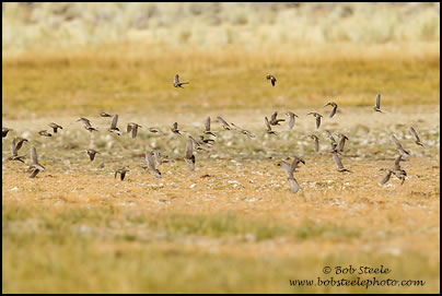 Horned Lark (Eremophila alpestris)