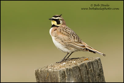 Horned Lark (Eremophila alpestris)