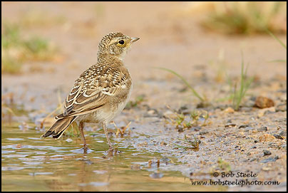 Horned Lark (Eremophila alpestris)