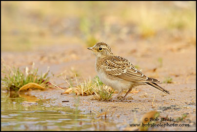 Horned Lark (Eremophila alpestris)