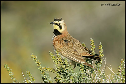 Horned Lark (Eremophila alpestris)