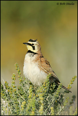 Horned Lark (Eremophila alpestris)