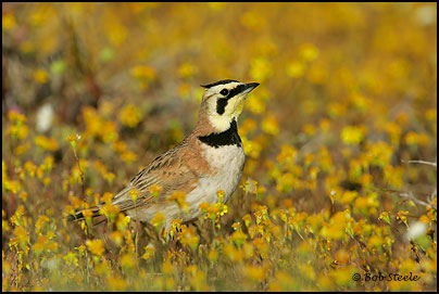 Horned Lark (Eremophila alpestris)