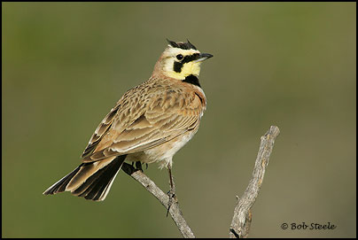Horned Lark (Eremophila alpestris)