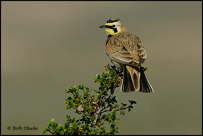 Horned Lark (Eremophila alpestris)