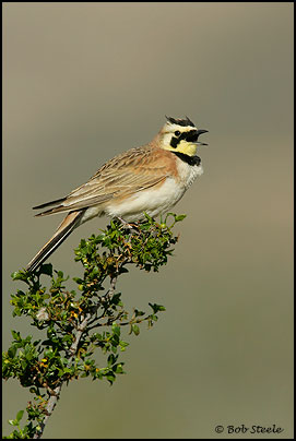 Horned Lark (Eremophila alpestris)